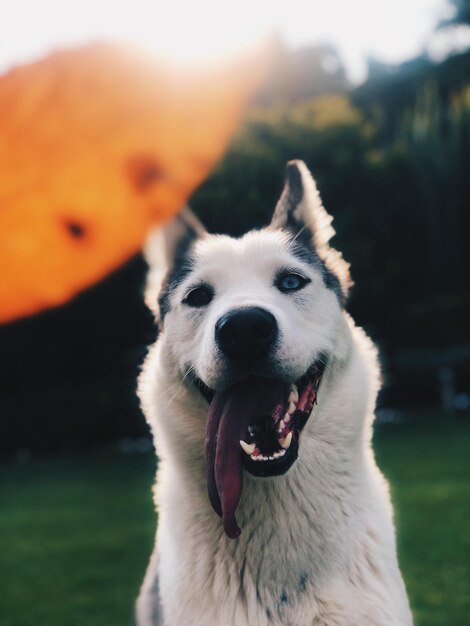 Foto close-up portret van een hond op het veld