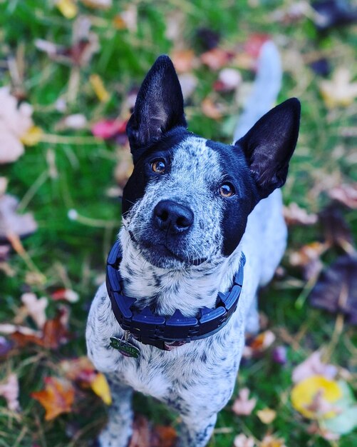 Foto close-up portret van een hond op het veld