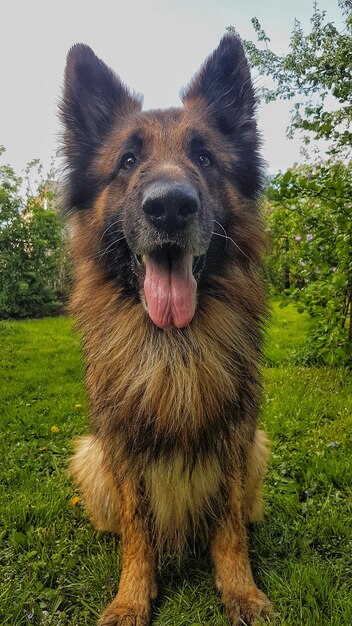 Close-up portret van een hond op het veld