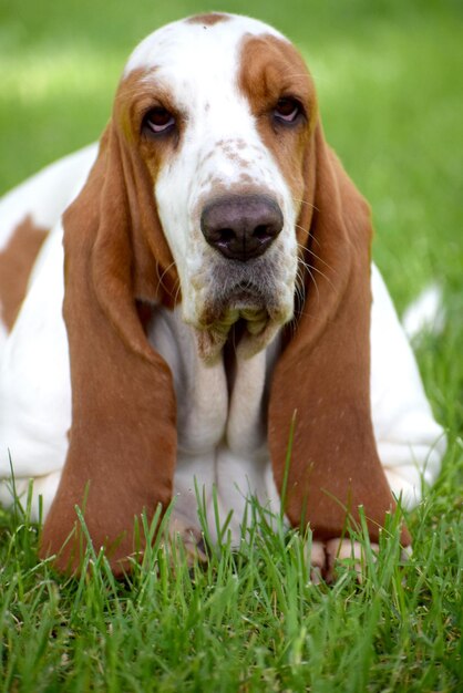 Foto close-up portret van een hond op het veld