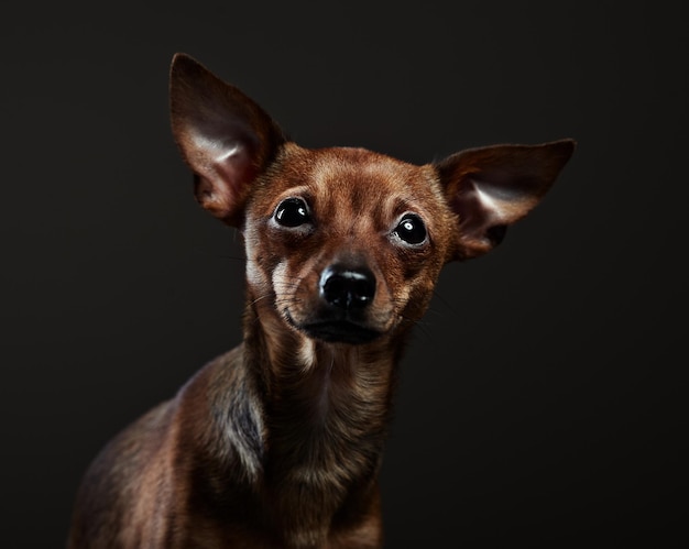 Close-up portret van een hond tegen een zwarte achtergrond