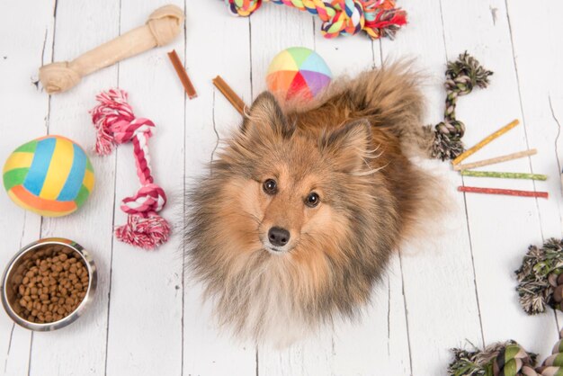 Foto close-up portret van een hond thuis