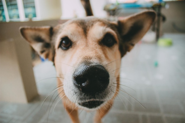 Close-up portret van een hond thuis