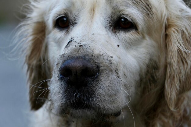 Foto close-up portret van een hond.