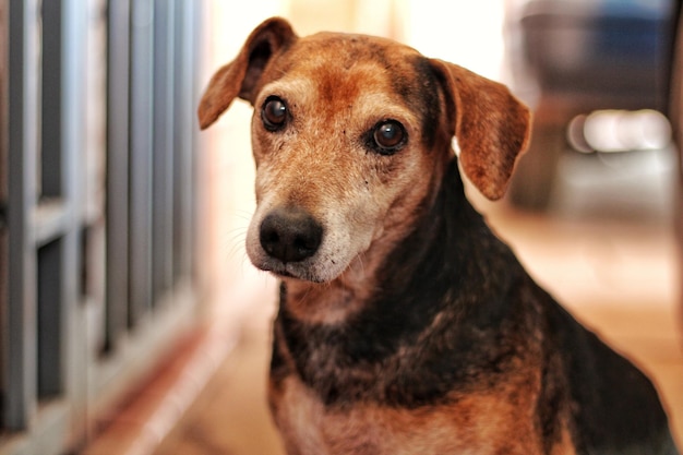 Close-up portret van een hond