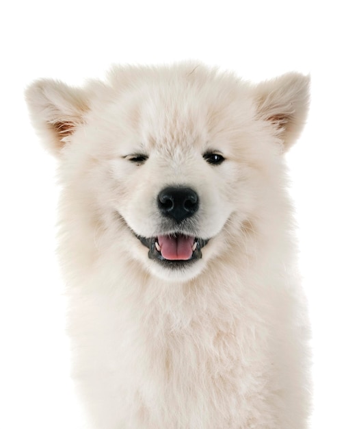Close-up portret van een hond