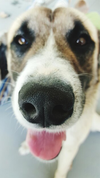 Foto close-up portret van een hond