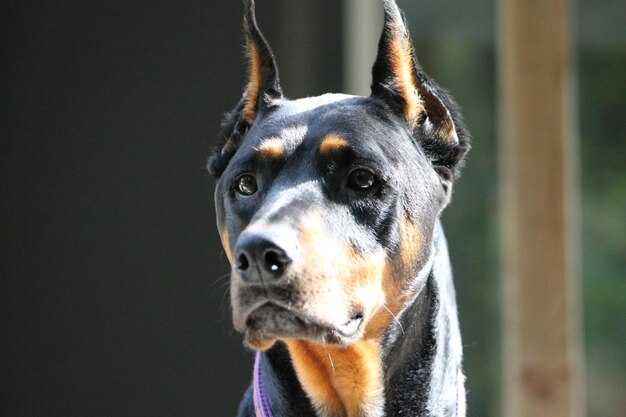 Close-up portret van een hond