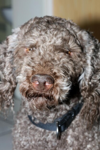 Foto close-up portret van een hond