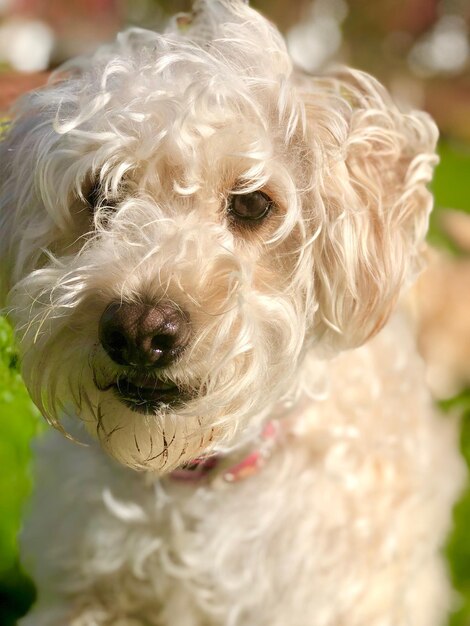 Foto close-up portret van een hond