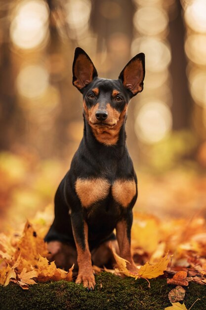 Foto close-up portret van een hond