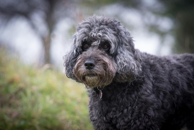 Foto close-up portret van een hond