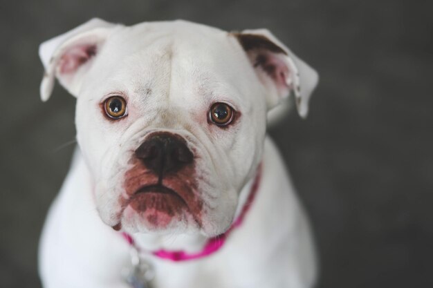 Close-up portret van een hond