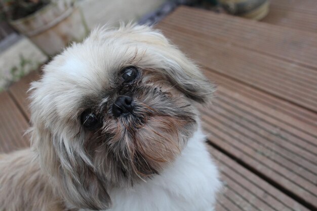 Close-up portret van een hond