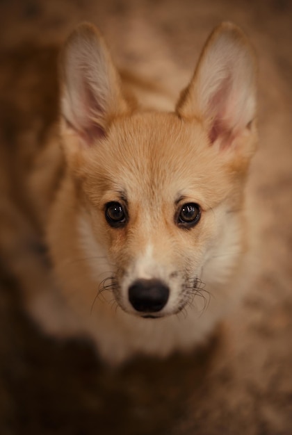 Foto close-up portret van een hond