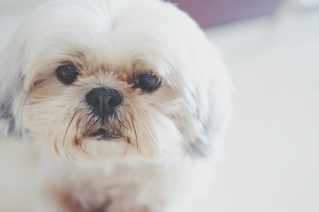 Foto close-up portret van een hond