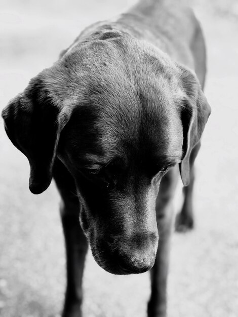 Foto close-up portret van een hond