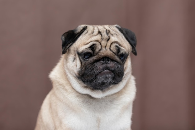 Close-up portret van een hond