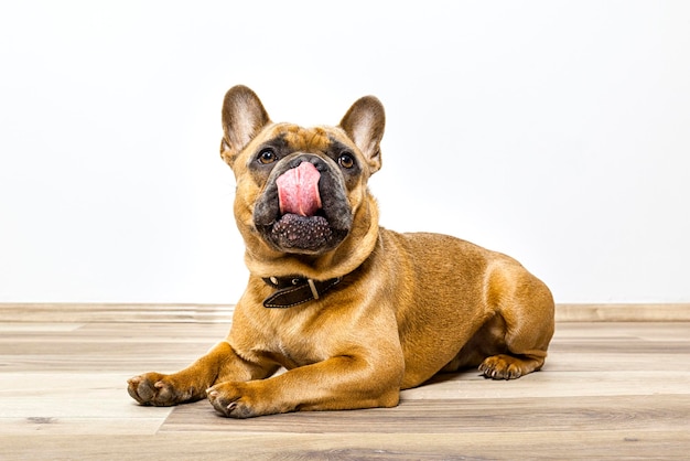 Close-up portret van een hond