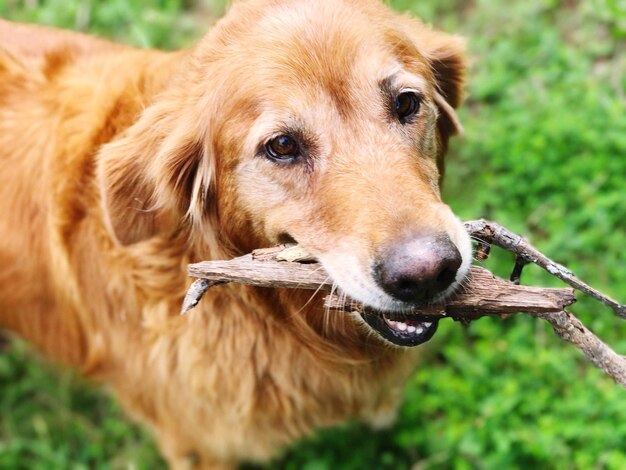 Foto close-up portret van een hond