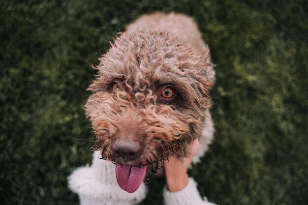 Foto close-up portret van een hond