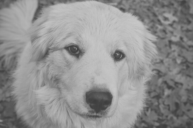 Foto close-up portret van een hond