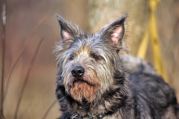 Foto close-up portret van een hond