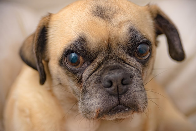 Close-up portret van een hond