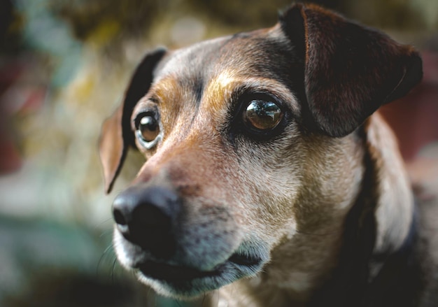 Close-up portret van een hond