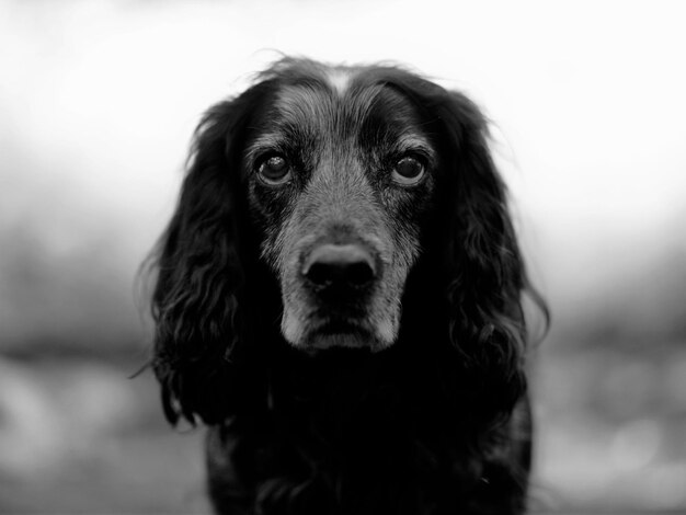 Foto close-up portret van een hond