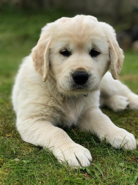 Foto close-up portret van een hond