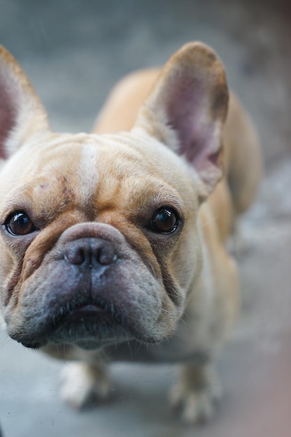 Close-up portret van een hond