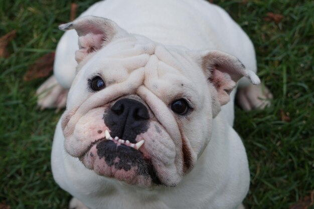 Foto close-up portret van een hond