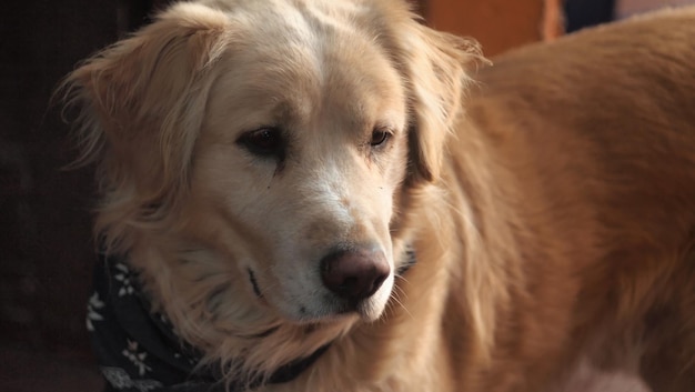 Close-up portret van een hond