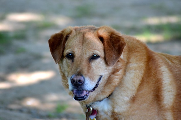 Close-up portret van een hond
