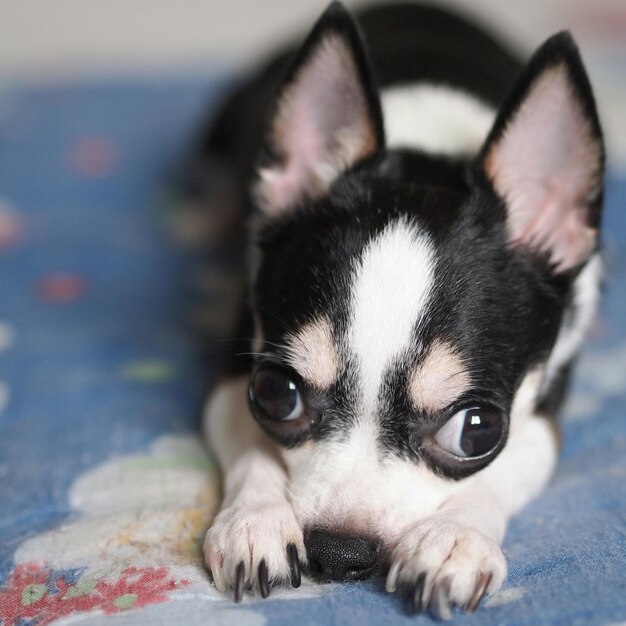 Close-up portret van een hond