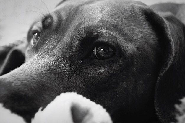 Foto close-up portret van een hond