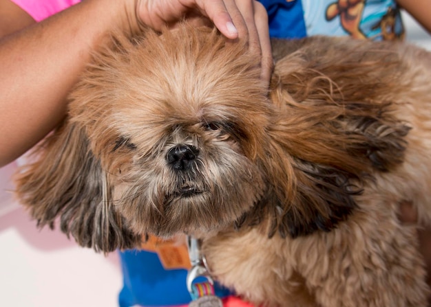 Foto close-up portret van een hond