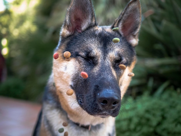 Foto close-up portret van een hond