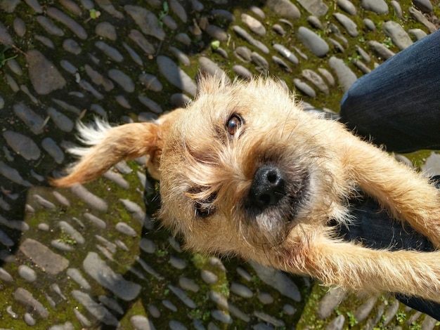 Foto close-up portret van een hond