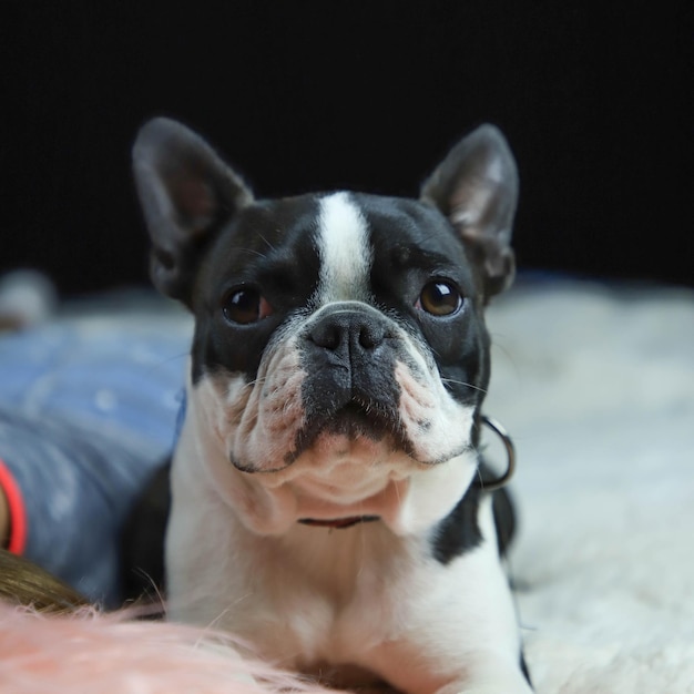 Foto close-up portret van een hond