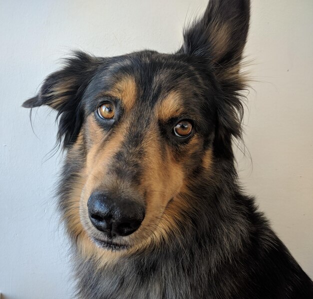 Foto close-up portret van een hond