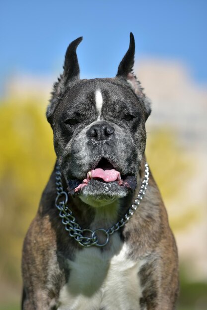 Foto close-up portret van een hond