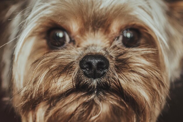 Close-up portret van een hond