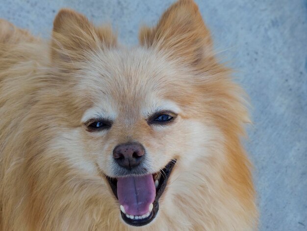 Close-up portret van een hond