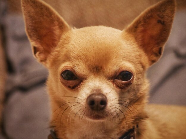 Foto close-up portret van een hond