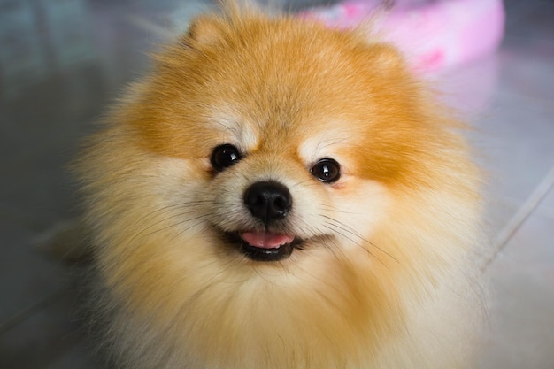 Close-up portret van een hond