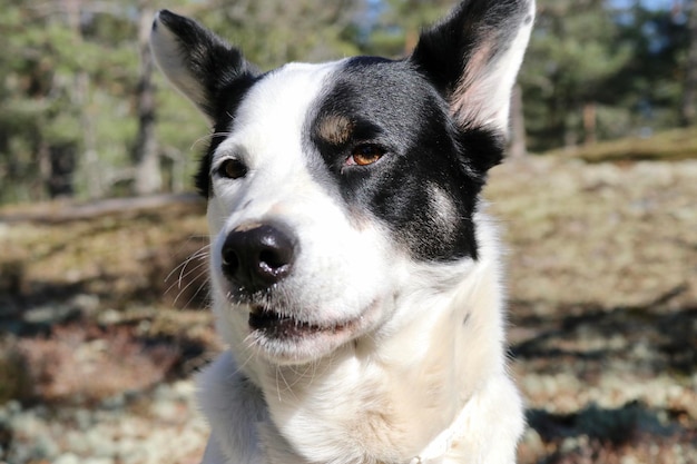 Foto close-up portret van een hond