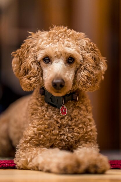 Foto close-up portret van een hond