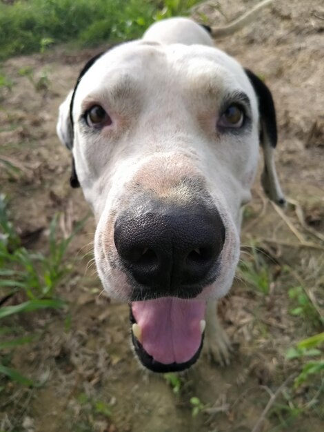 Close-up portret van een hond